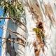 Regent parrot nesting in River Red Gum hollow