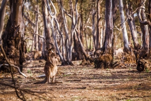 A kanagroo in front of trees at Nyah-Vinifer Park