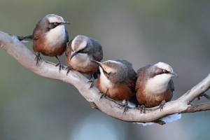 Grey-crowned Babbler