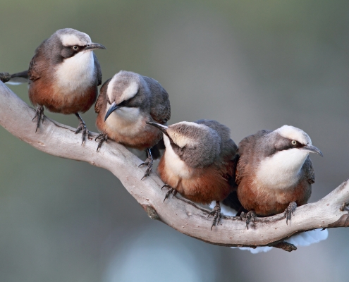 Grey-crowned Babbler