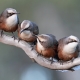 Grey-crowned Babbler