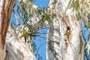 Regent parrot nesting in river red gum near the Murray River